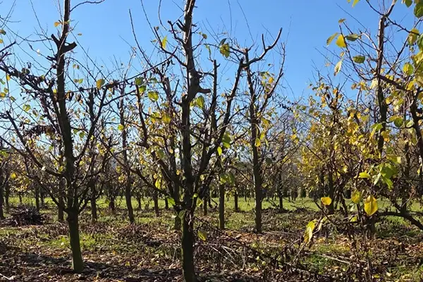 Jesienny obraz drzew w sadzie po zerwaniu owoców